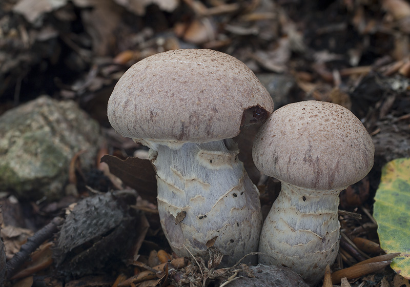 Cortinarius torvus